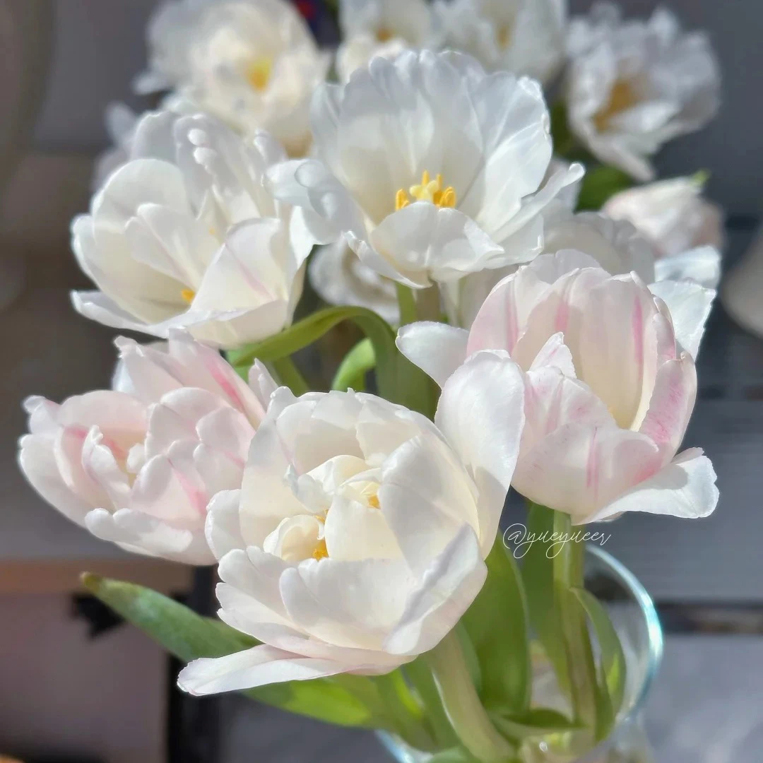 【郁金香-樱花千层】高贵典雅花材 鲜花优选 顺丰直发