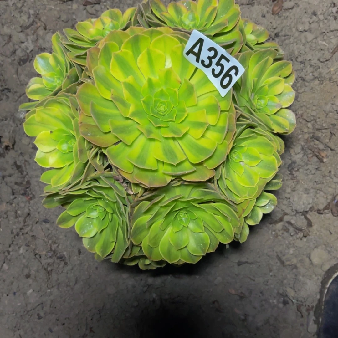 雨荷法师16-1包邮