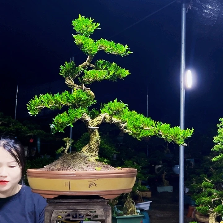 无花朵黄杨木