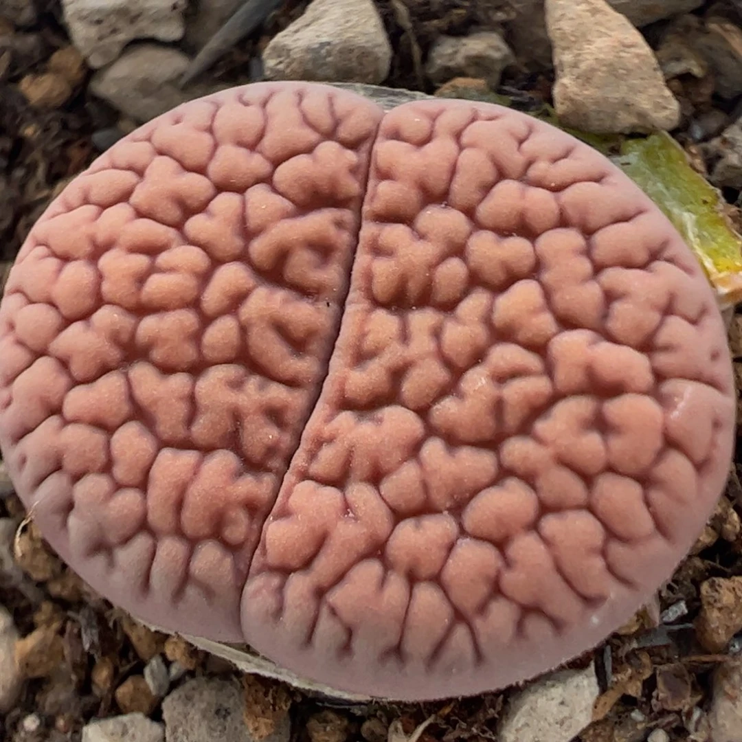 脑纹富贵多肉植物百科