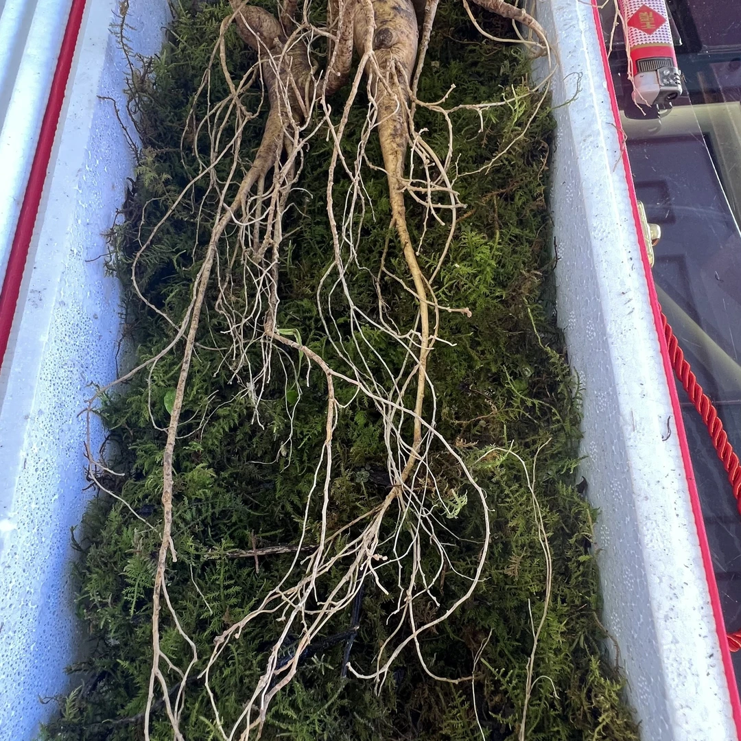 长白山林下新鲜现挖滋补养生山参改价链接