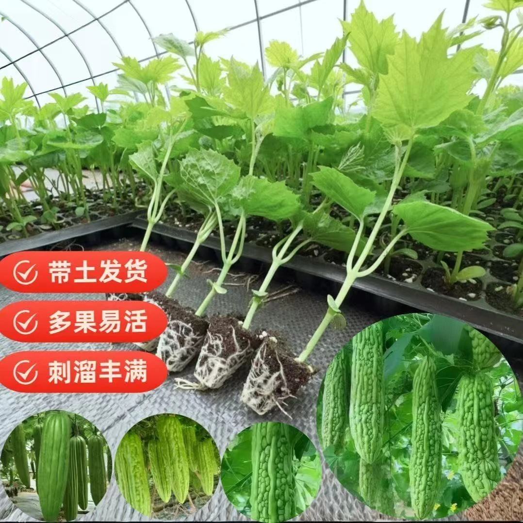 精选苦瓜秧苗盆栽地栽阳台蔬菜种苗