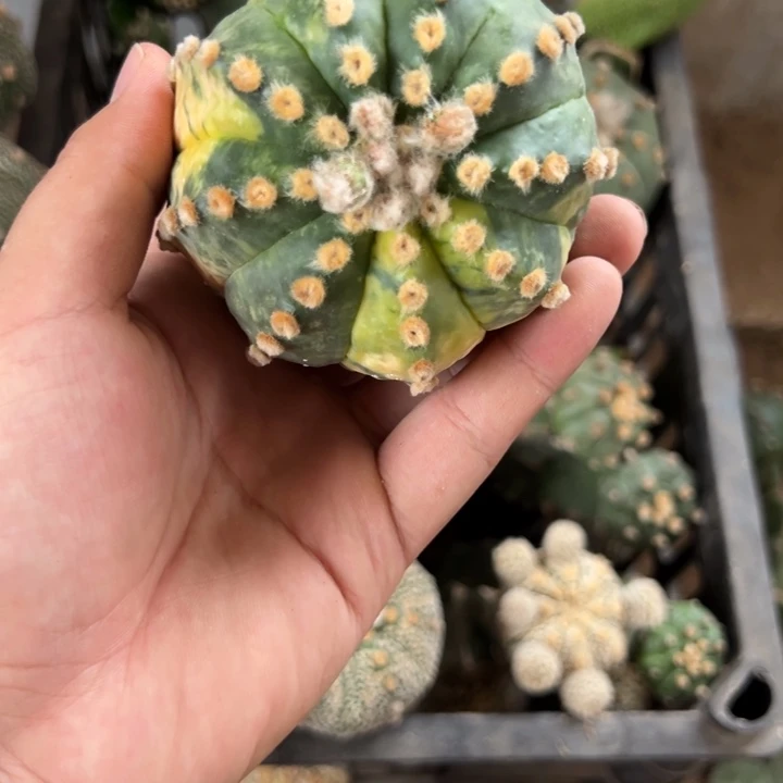 L***琴兜锦仙人球开花3795号