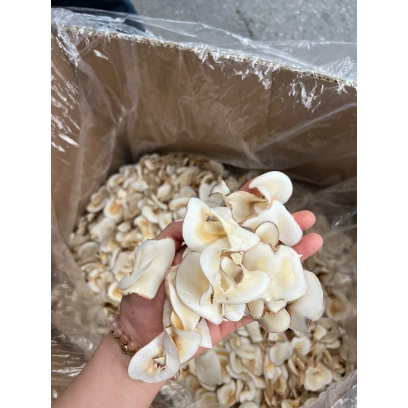 精选海底椰片 浓香清甜优质滋补煲汤炖汤料