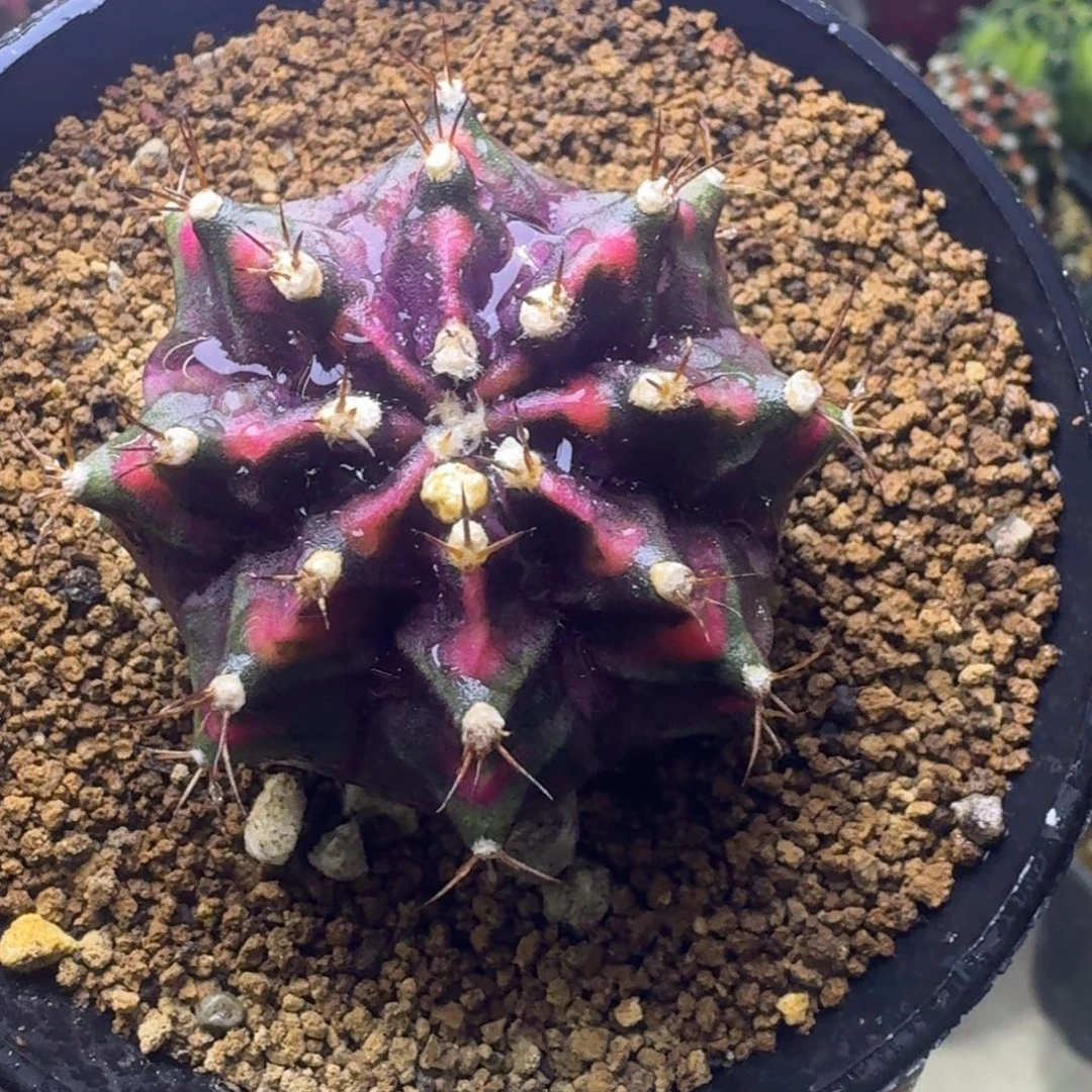 泰球自根米哈锦54号