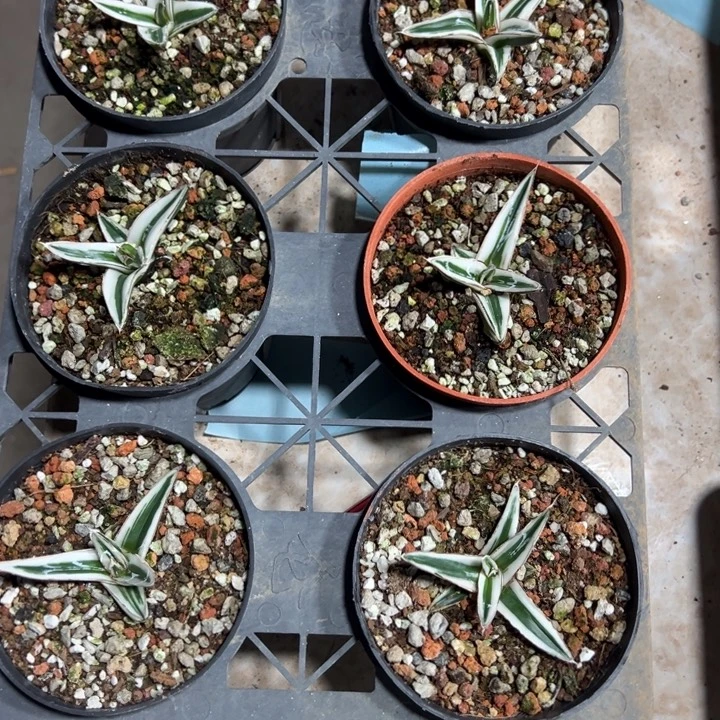 九***代冰山5个一组一物一拍