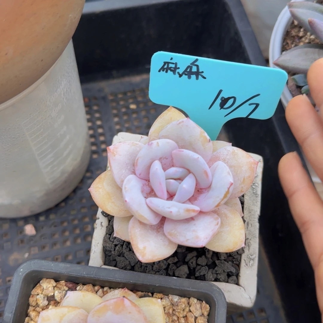 ****麻牛牛麻麻多肉植物