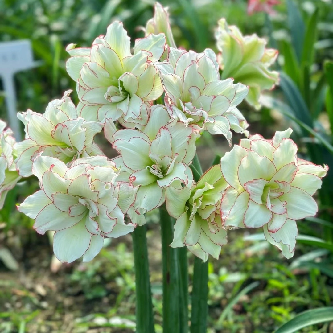 自育【皮皮】包对版自然球多年生基地直发送肥料