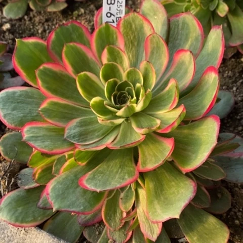 618粉花妖满25包邮多肉