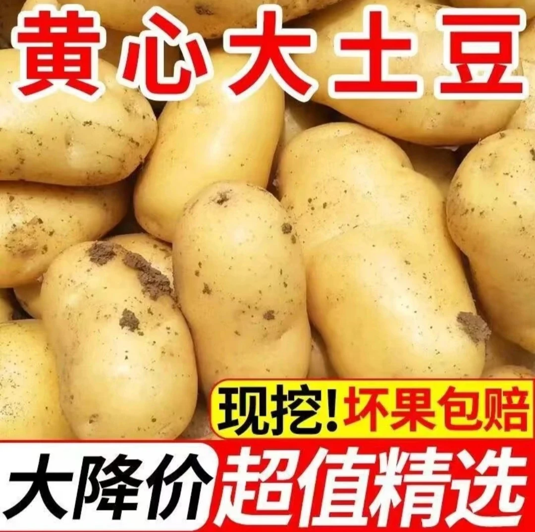 四川苍溪特产川东高山土豆洋芋马铃薯