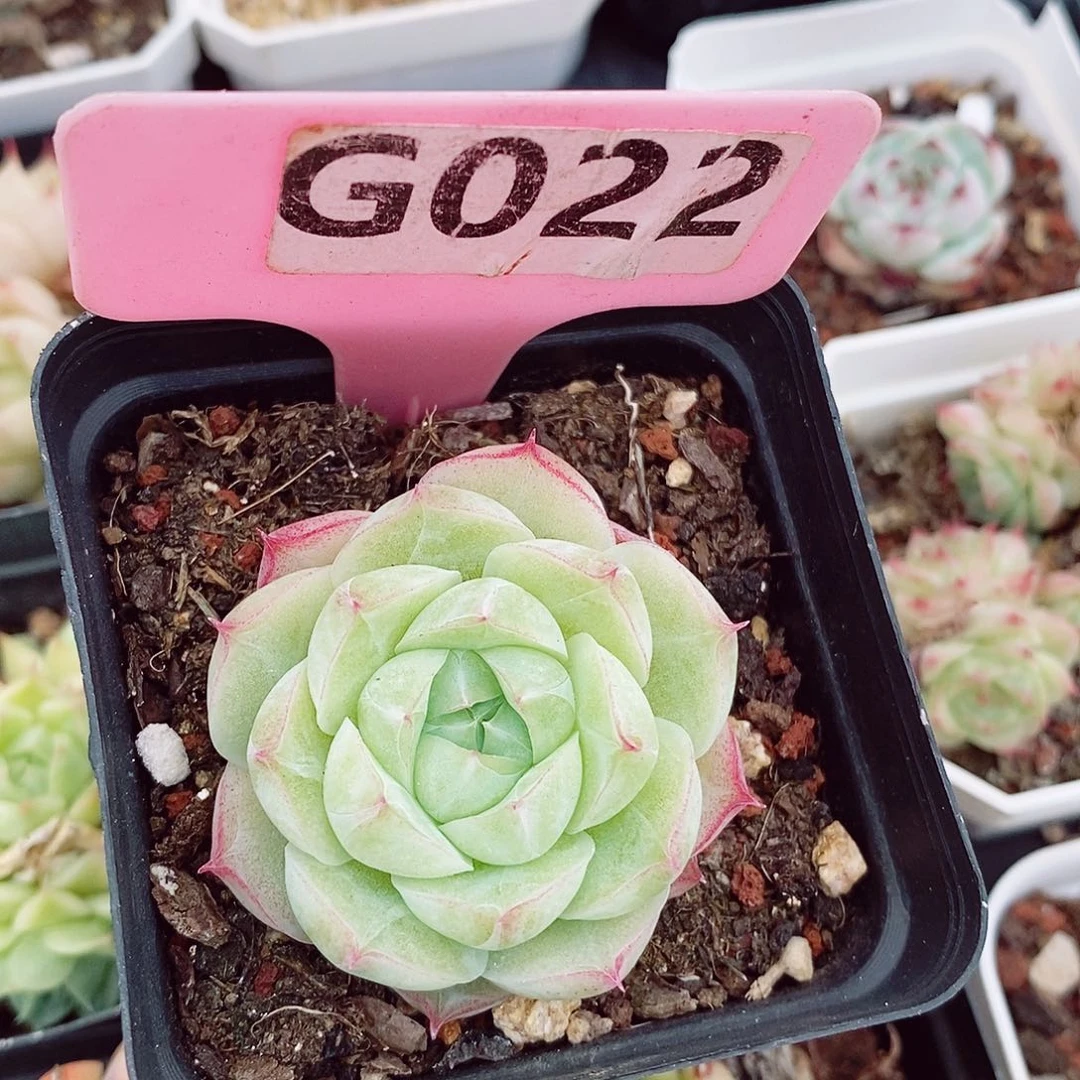 潘多拉5cm多肉植物