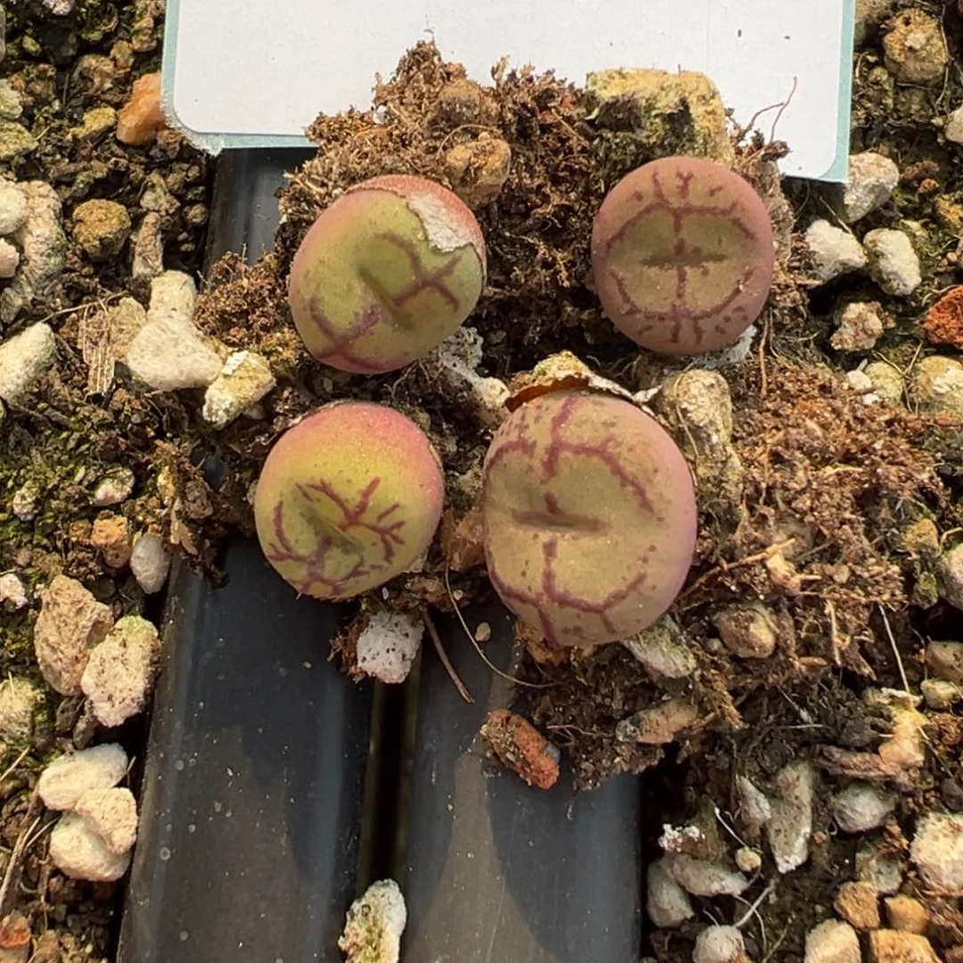 10-57量拍吕毛杂一颗