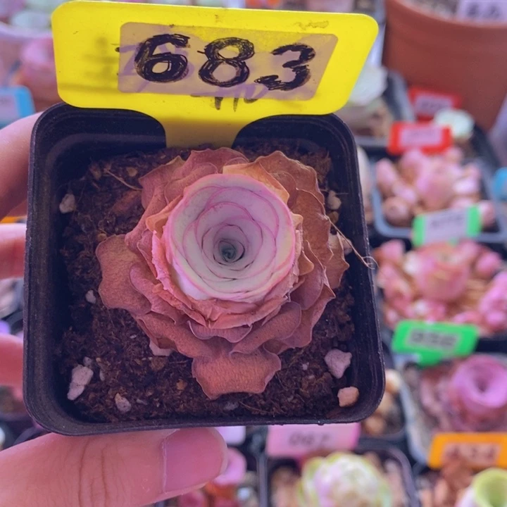山地玫瑰一物一拍683