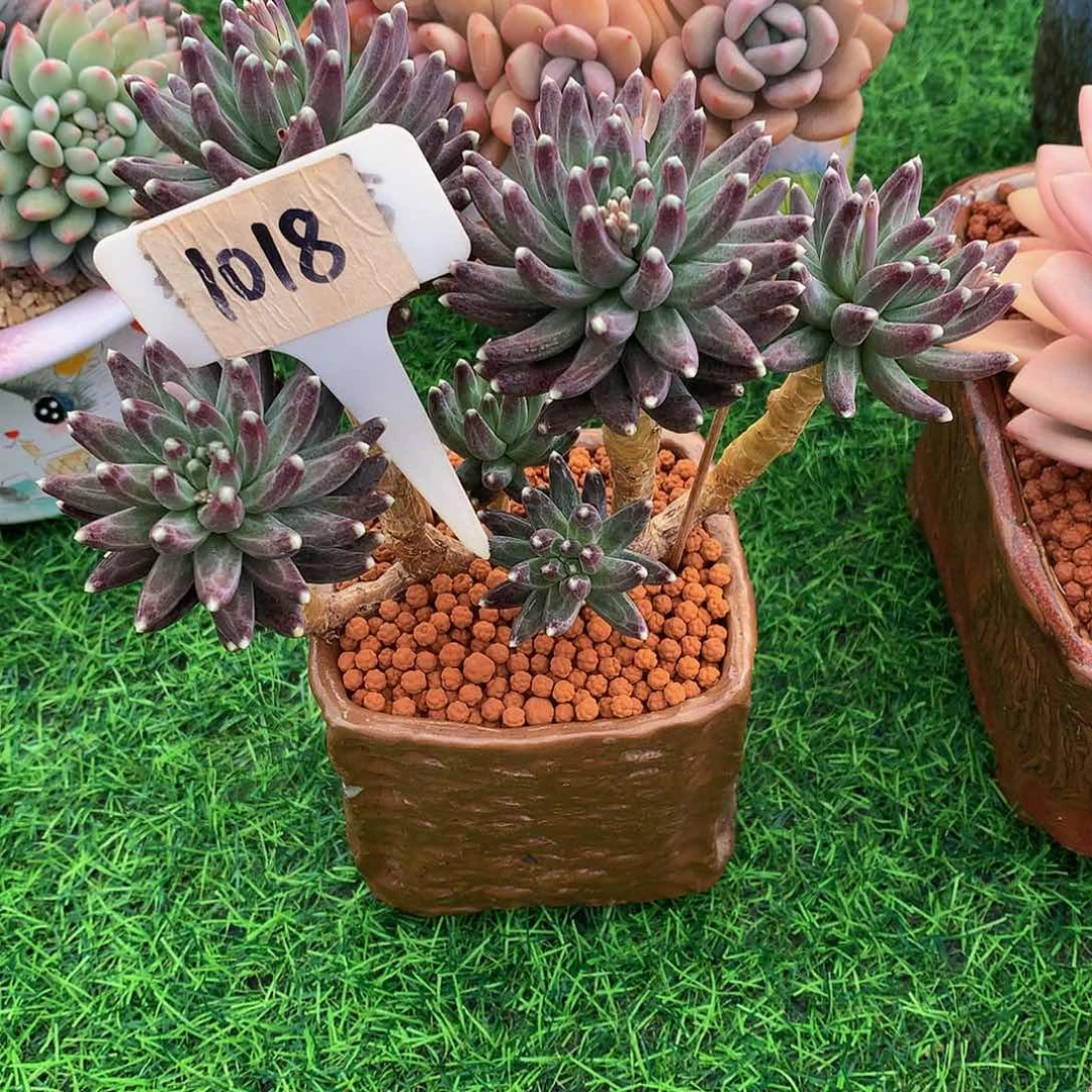 华****金乌拉克拉多肉植物62727