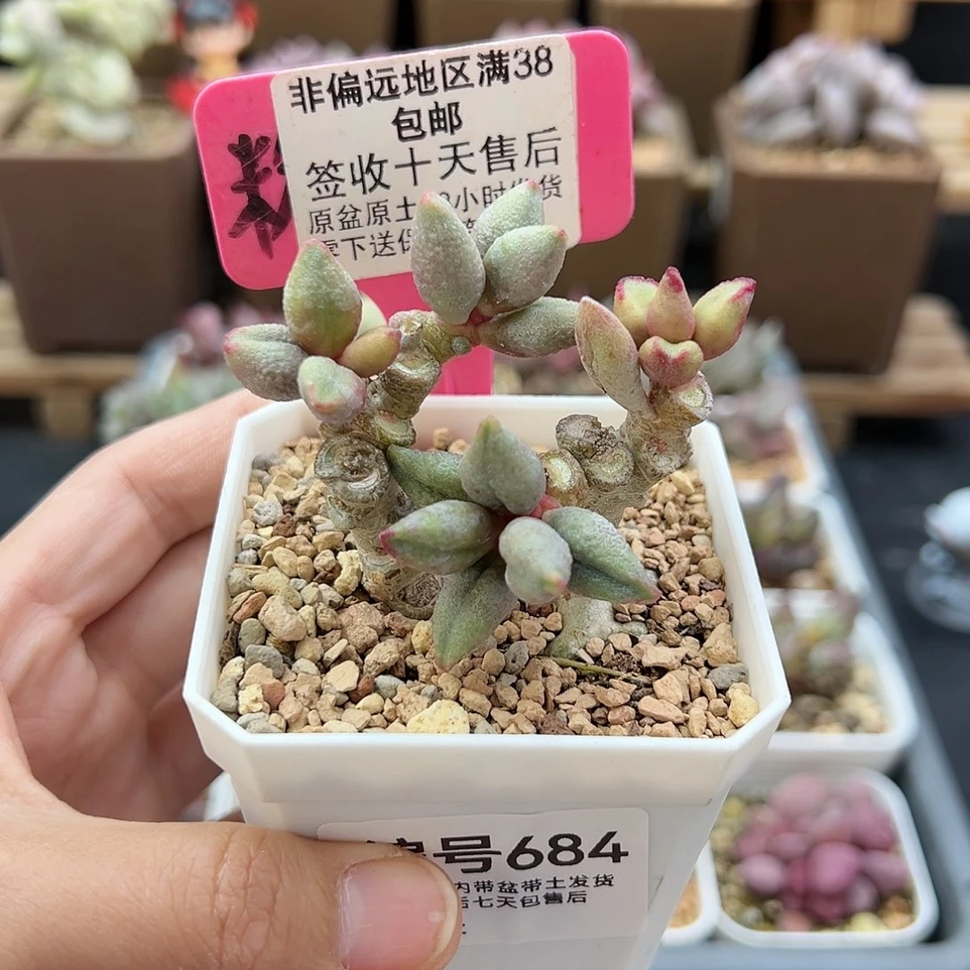 684白糖豆多肉植物