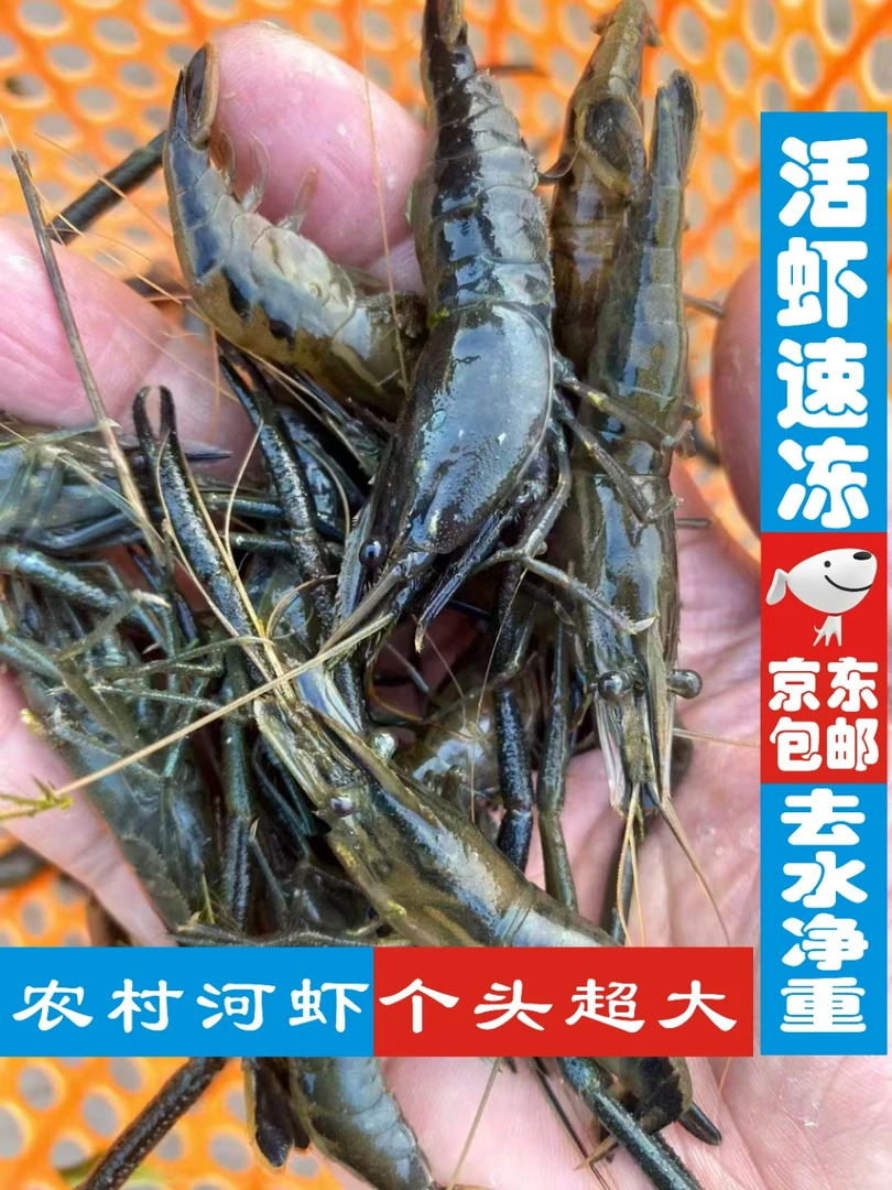 湖北荆门京山农家淡水小河虾小青虾（冰鲜）