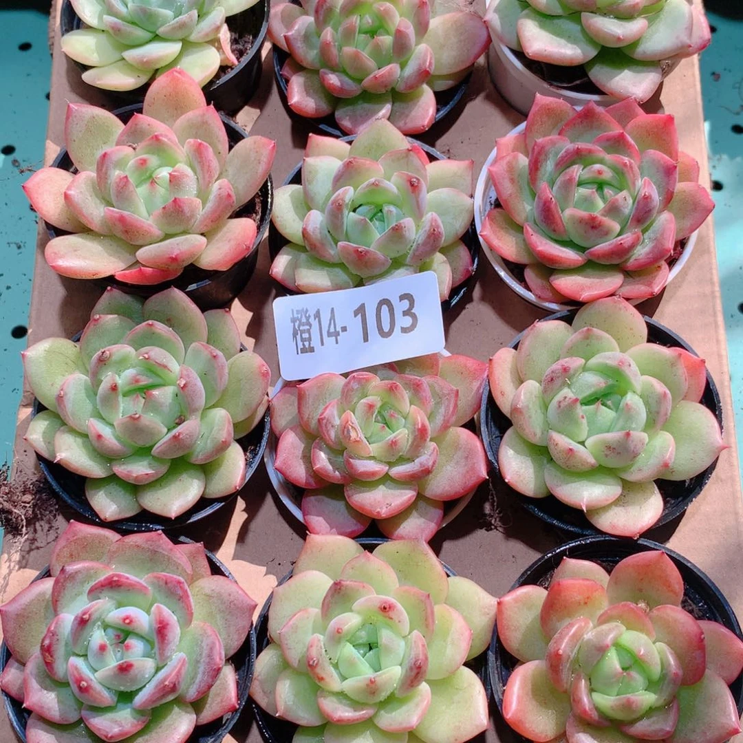 14-103一物一拍多肉带盆18颗
