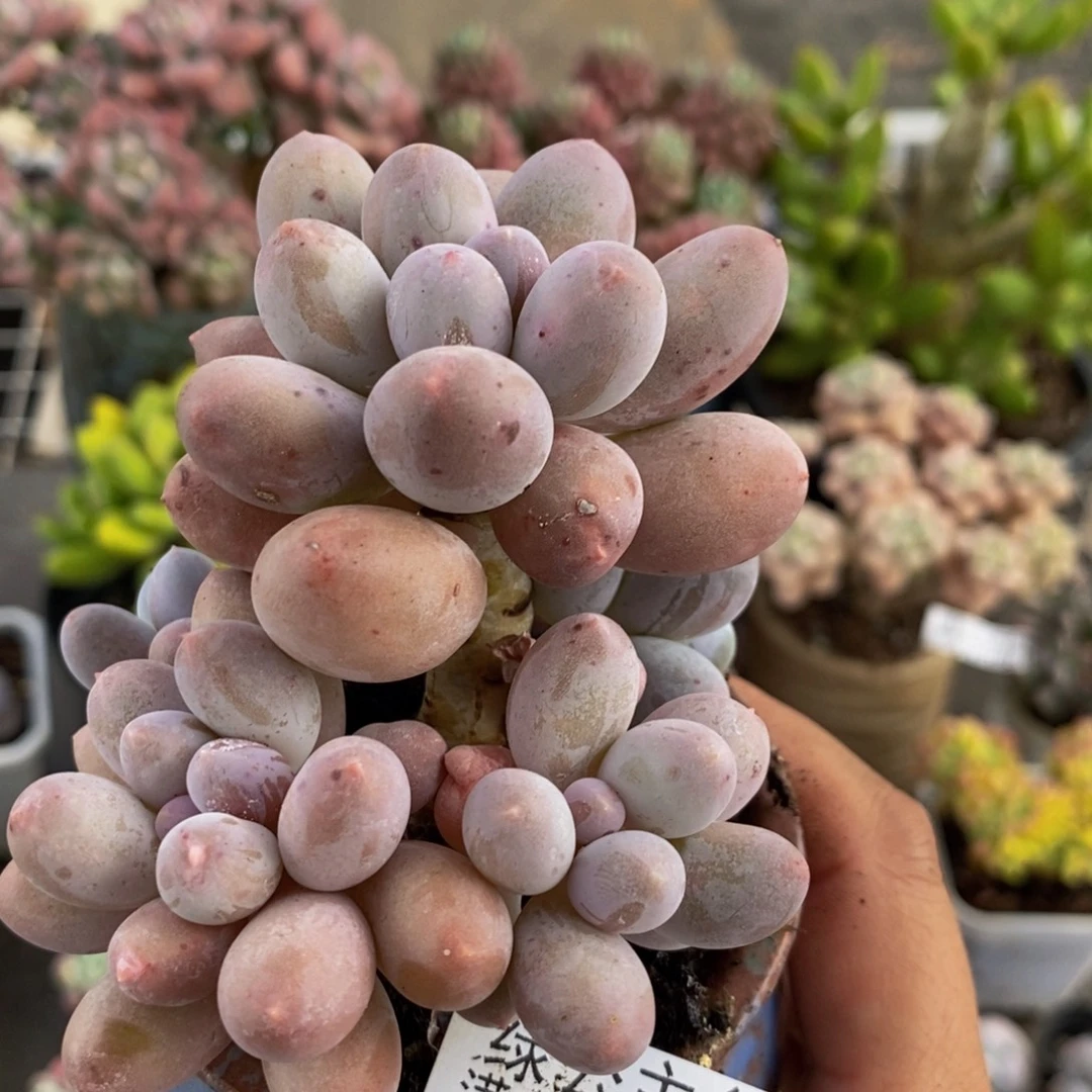 4229汤圆奶酪6cm多肉