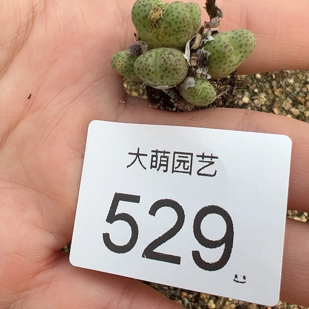 一物一拍脱土发红头斑马      529