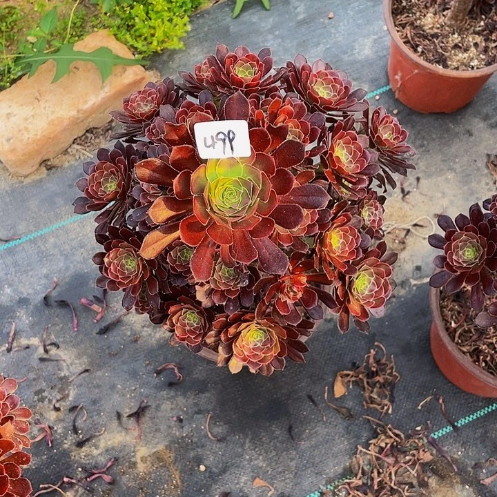 凯*黑法中班0000000000499