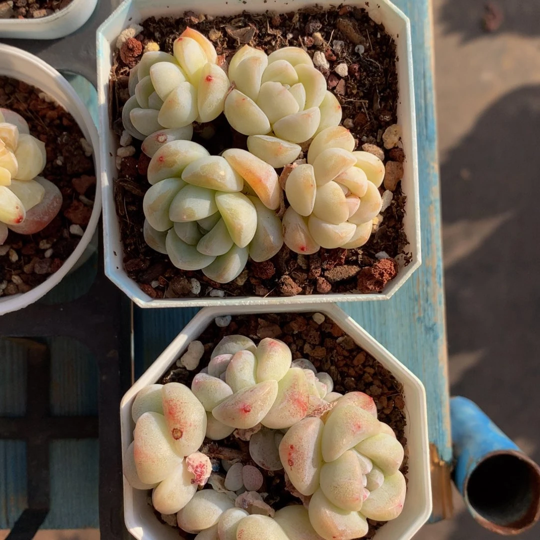 精品冰玉群一物一拍