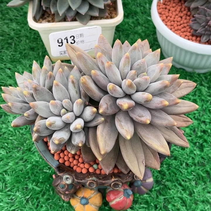 彩胖哥特老桩多肉植物913