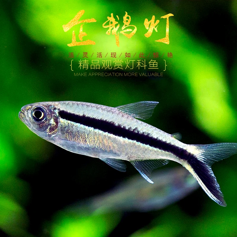 企鹅灯鱼拐皮球鱼水缸热带观赏群游鱼小型新手入淡水鱼小鱼观赏鱼