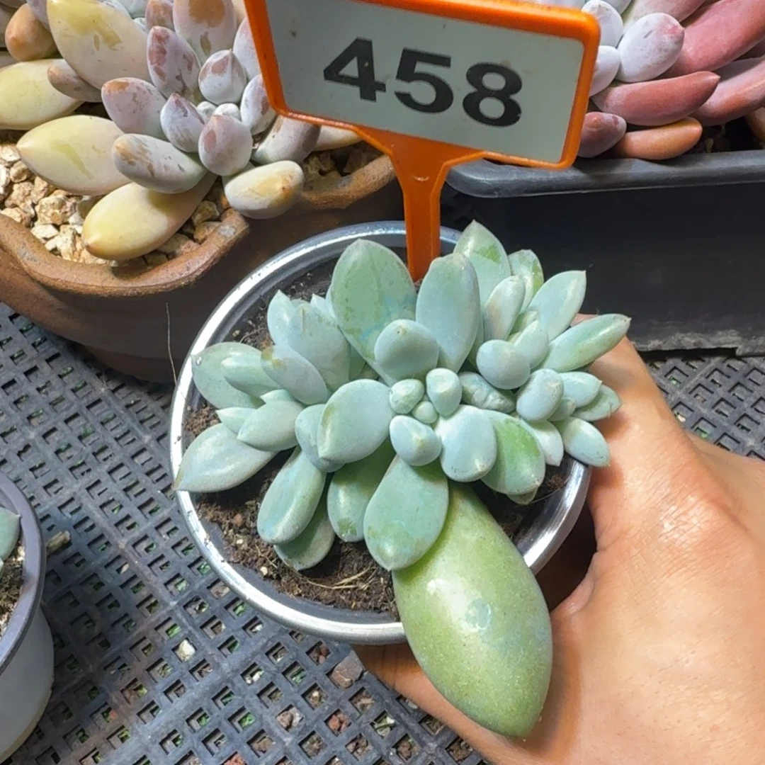 多肉植物胖体群458