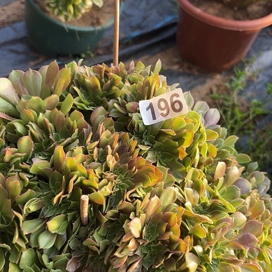 丽***多肉植物一个玫瑰196