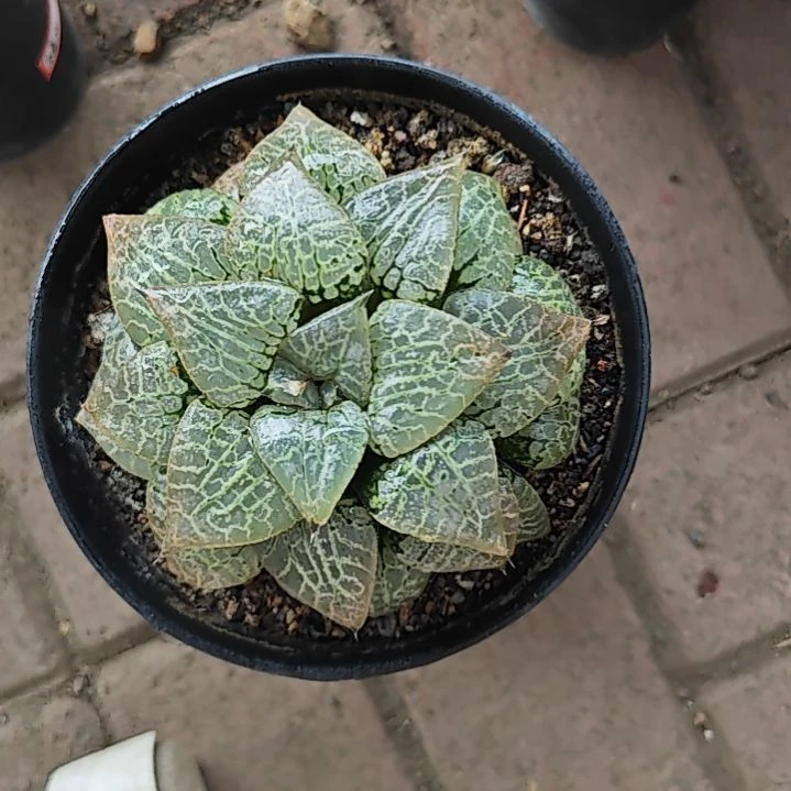 悟***理新人福利款一颗水晶101