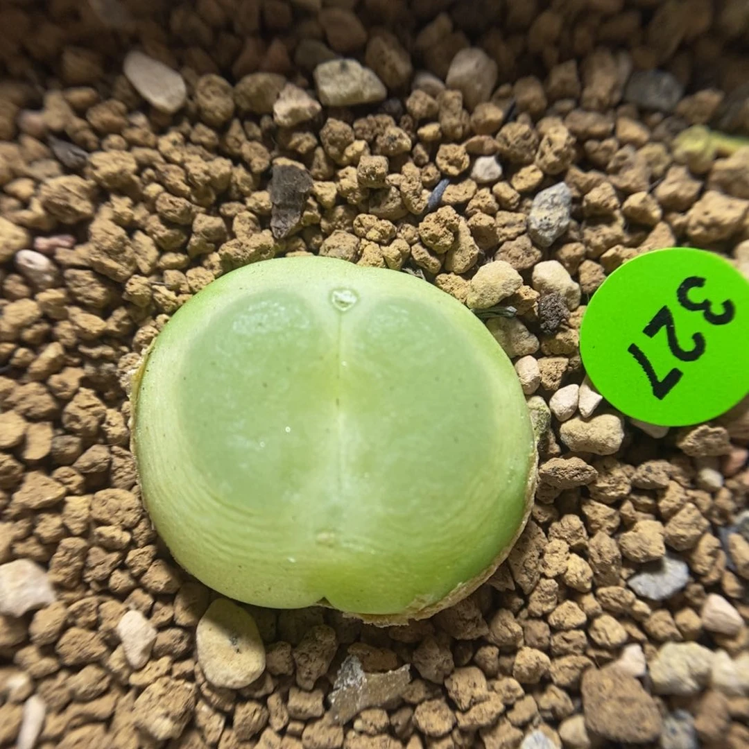 拉登2.3瑕疵多肉植物327