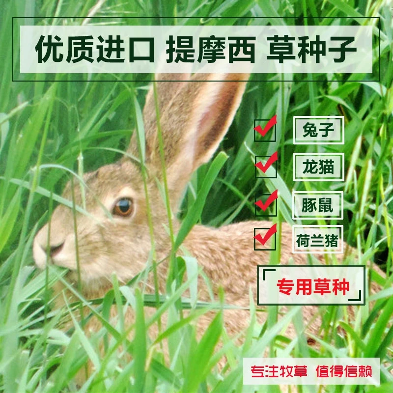 提摩西草种子 猫尾草种子梯牧草种子 兔子豚鼠荷兰猪牧草宠物口粮
