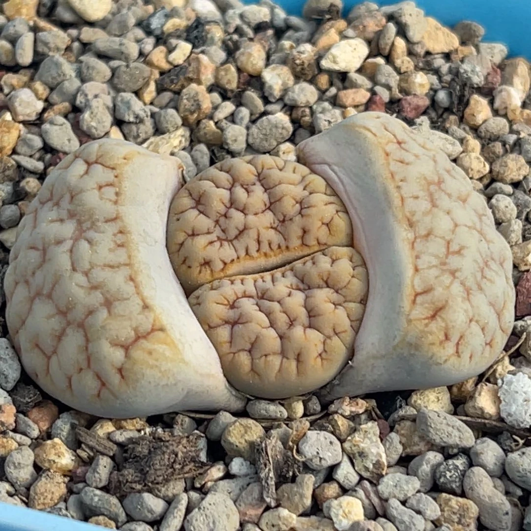 6646睫毛铁189一颗