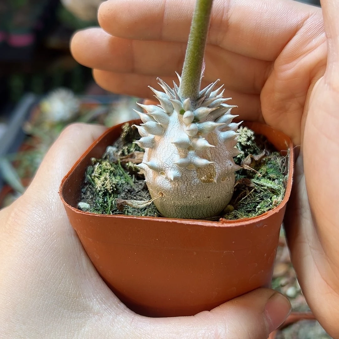 惠比大黑3公分带盆