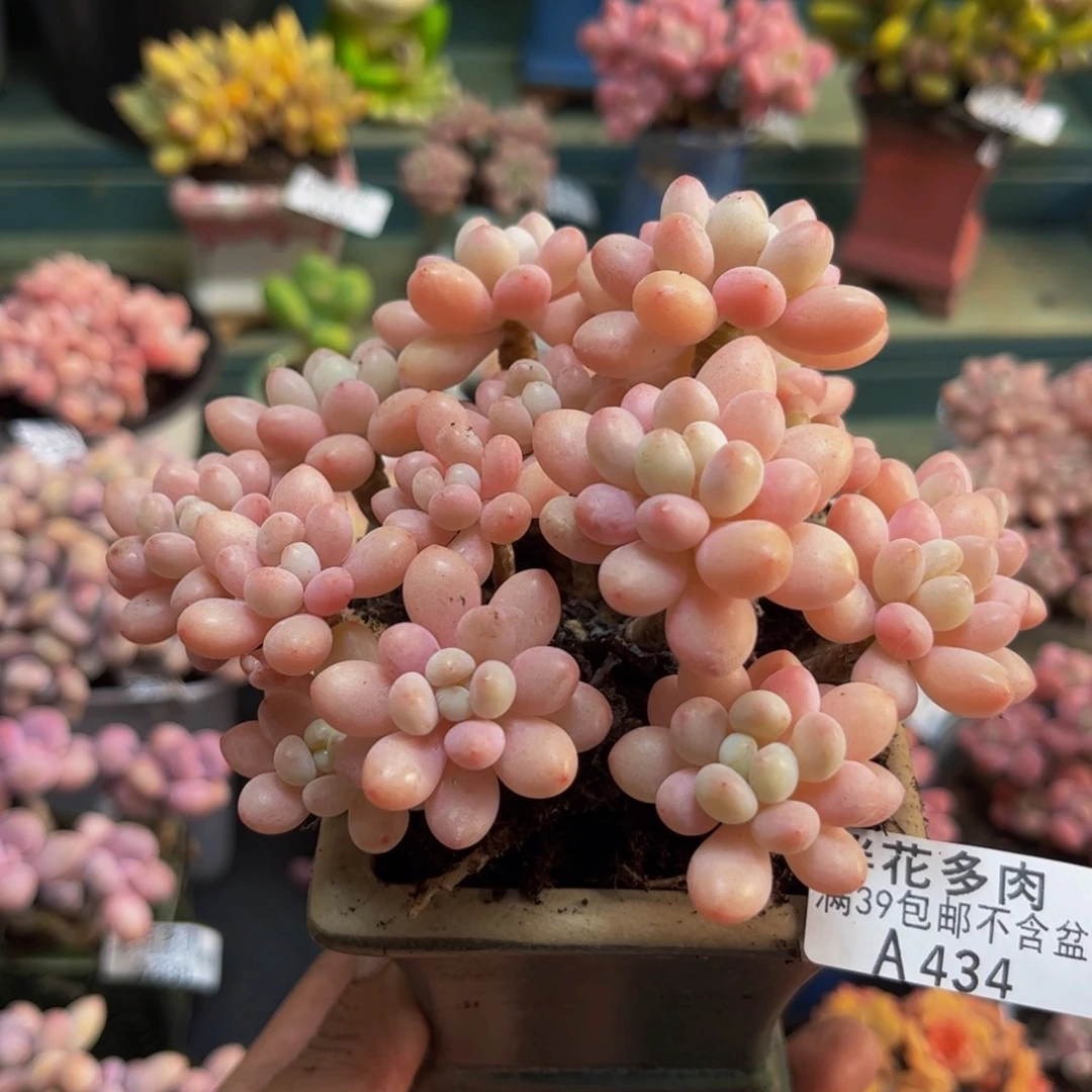 434鱼子酱10cm多肉