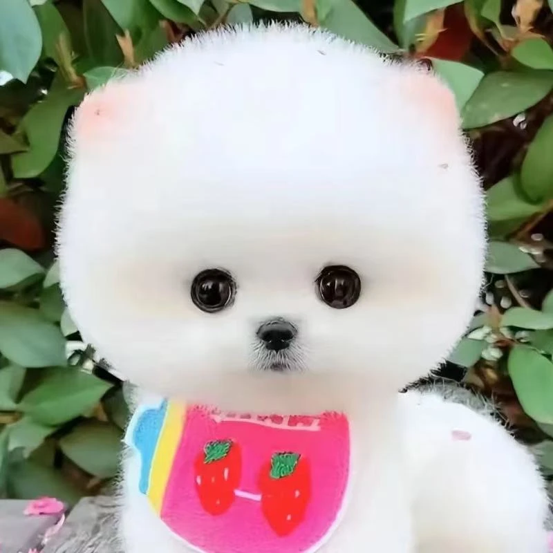 【小芯芯博美茶杯】狗狗活体