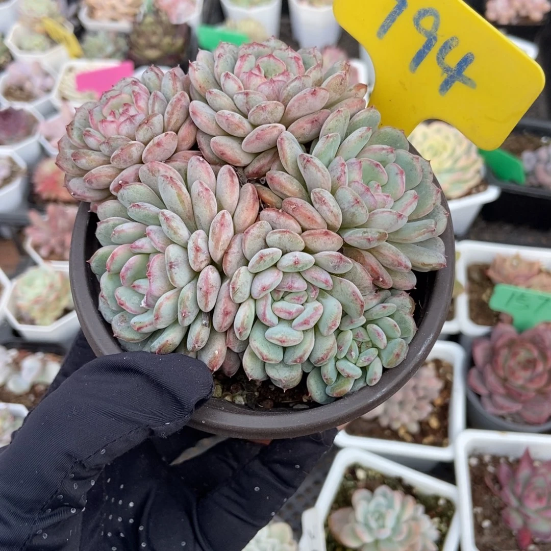 794白胖子多肉植物