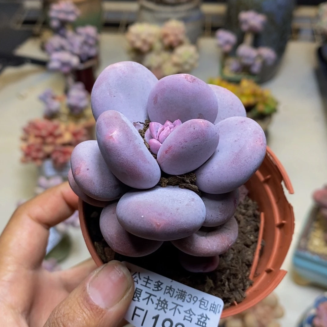 198大叶奶多肉6cm