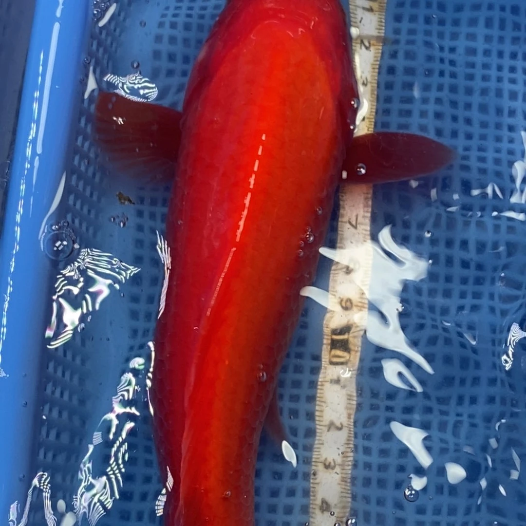 锦鲤冷水锦鲤包邮