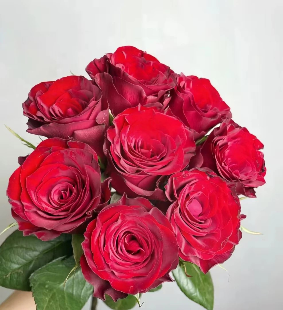 【高原红】单头玫瑰 真花鲜切花云一单中通 拍够任意两单鲜花顺丰