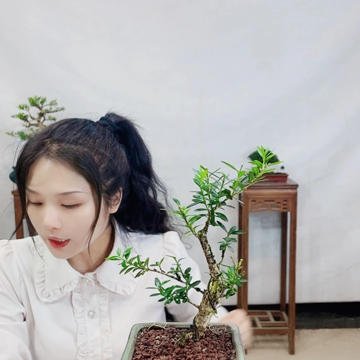 无花朵走****。皱皮雀舌黄杨盆景