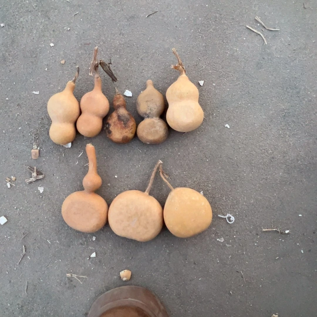 葫芦文玩明轩葫芦哈哈