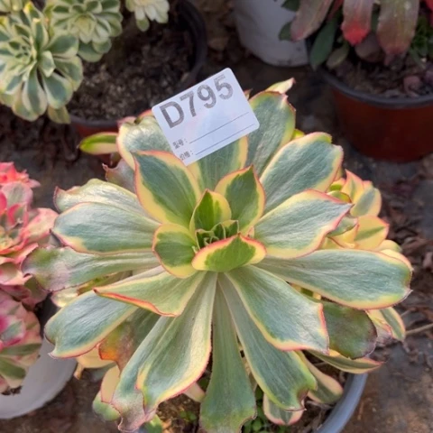 多肉植物魅影捧花