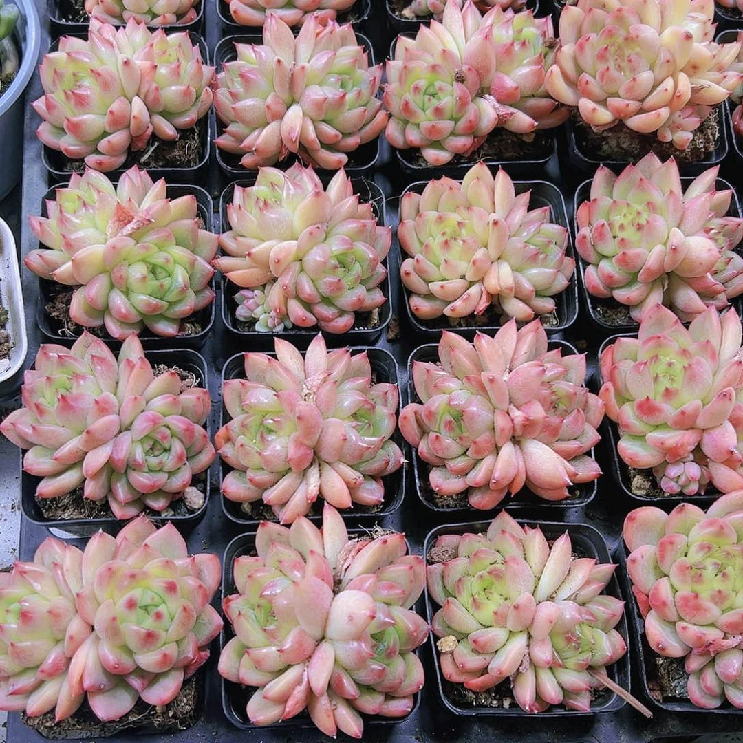 双头珍妮双头19包邮