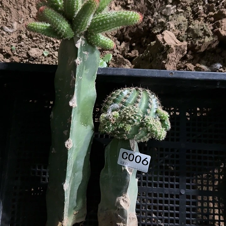 段****）清货金妞丽花006