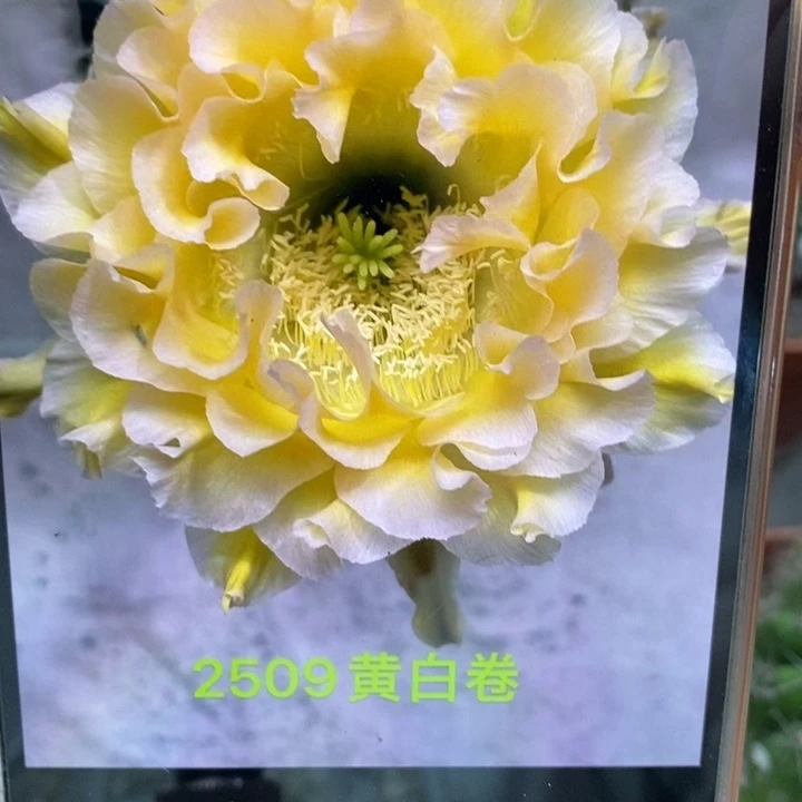 香香新2509侧芽3.5-4公分左右
