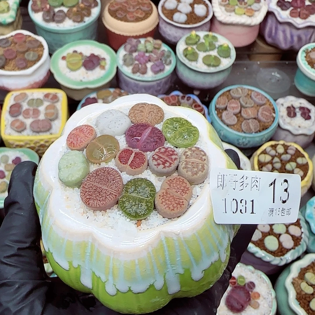 生石花满18包邮1031-13