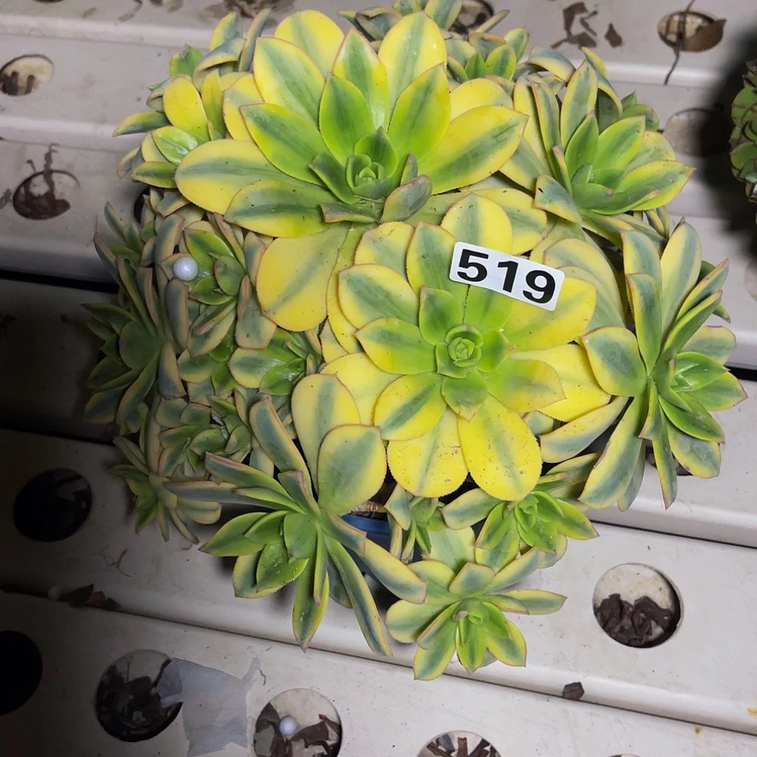 法师法师7-5。包邮法师