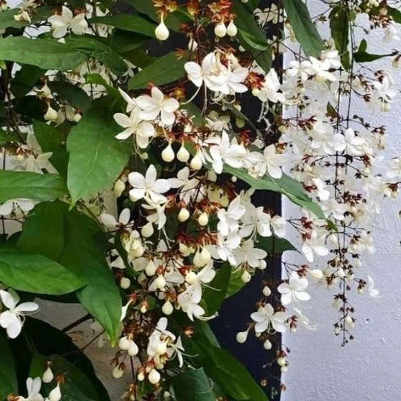 泰国垂丝茉莉花苗白玉蝴蝶室内客厅好养观赏盆栽网红花卉