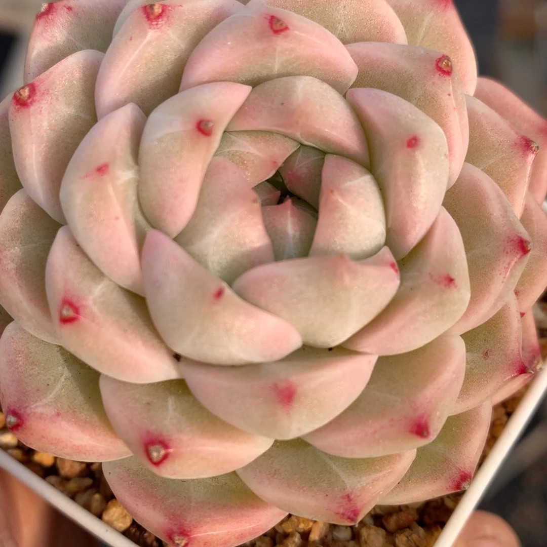 0204-44 珍妮麦杆优选